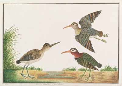 Greater Painted-snipe, Malacca