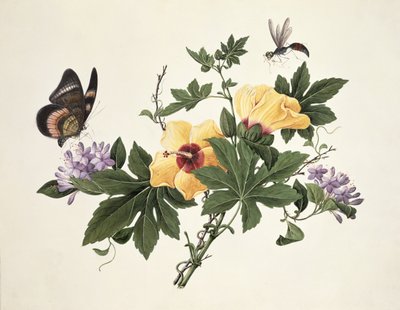 Hibiscus and Butterfly  by Chinese School