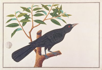 Koel, Malacca