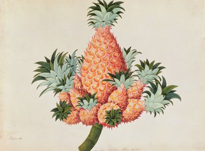 Nanas veya Ananas, Malacca'daki Bitkilerin Çizimlerinden, c.1805-18 (kağıt üzerinde wc) by Chinese School
