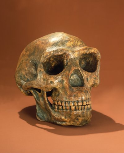 Peking Mans yeniden inşa kafatası, Cave Choukoutien (kemik) by Chinese School
