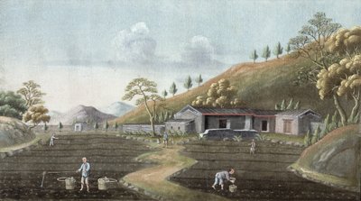 Çay dikimi (kağıt üzerine wc) by Chinese School
