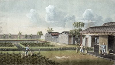 Çay bitkilerinin sulanması (kağıt üzerine wc) by Chinese School