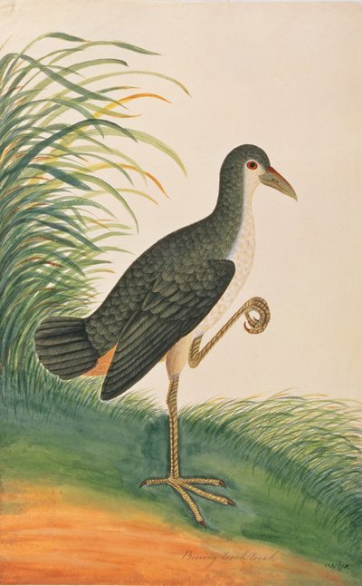 Ak göğüslü Waterhen, Malacca