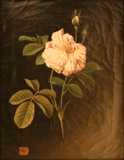  by Christiaan van Pol