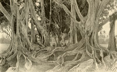 Botanik bahçelerindeki dev ağaçlar, Peradeniya, Kandy, Seylan, 1898. by Christian Wilhelm Allers