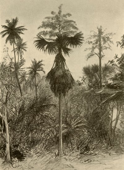 Çiçek açtıktan sonra talipot palmiyesi, Seylan, 1898. by Christian Wilhelm Allers
