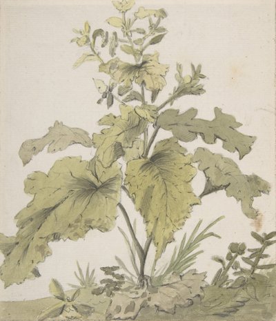 Bir Bitkinin İncelenmesi, 1712-74. by Christian Wilhelm Ernst Dietrich