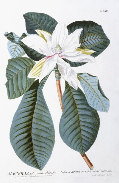 Manolya, 1750-1773 by Christoph Jacob Trew