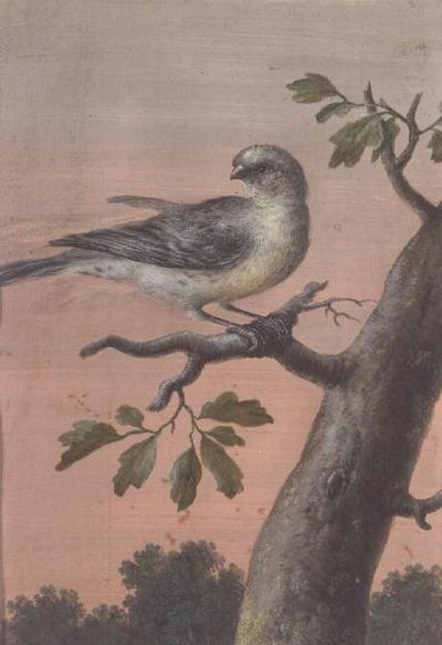 Daldaki Kuş, (guaj), (ayrıca bkz. 60075) by Christoph Ludwig Agricola