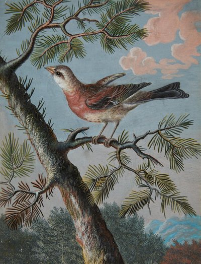 Yaprak Dökmeyen Ötücü Kuş by Christoph Ludwig Agricola