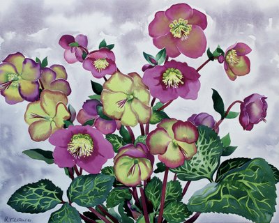 Helleborus (2) by Christopher Ryland