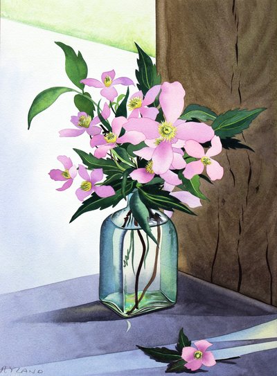 Natürmort Pembe Clematis (kağıt üzerine sulu boya) by Christopher Ryland