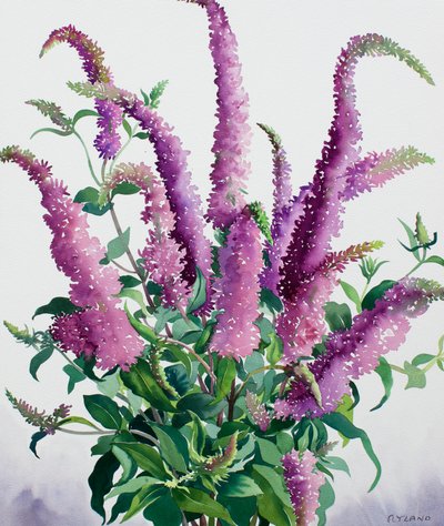 Yabani Buddleia by Christopher Ryland
