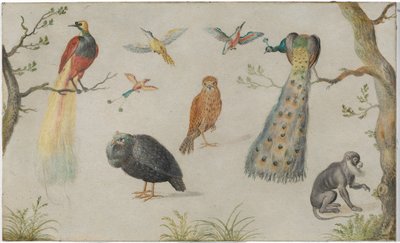 Kuşlar ve Maymun Çalışması by Circle of Jan van Kessel the Elder