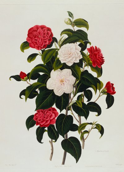 Buff veya Hume