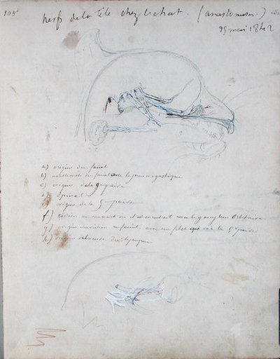 Bir kedinin kafasındaki sinir sistemi, Mayıs 1842 (kağıt üzerine kurşun kalem) by Claude Bernard