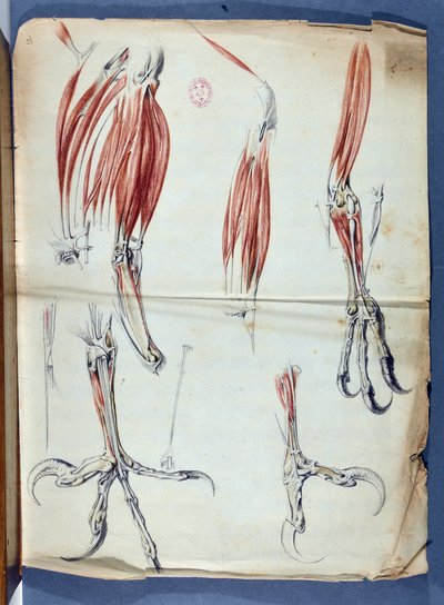 Bir Kartal Hamurunun Anatomisi, Claude Perrault 1613-1688 - Academie de Science - Paris tarafından 1666