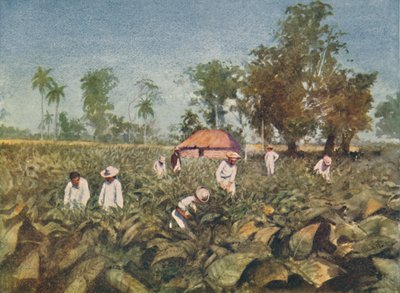 Tütün Plantasyonu, Küba, 1916 by Claude Pratt