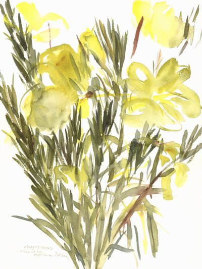 Akşam çuha çiçeği; 2004 (sulu boya) by Claudia Hutchins Puechavy