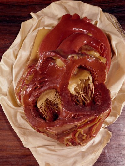 Bir kalp modeli (balmumu) by Clemente Susini