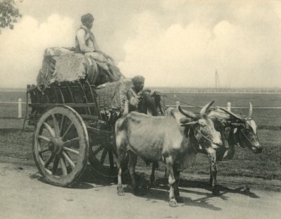 'Öküz arabası'. by Clifton and Co