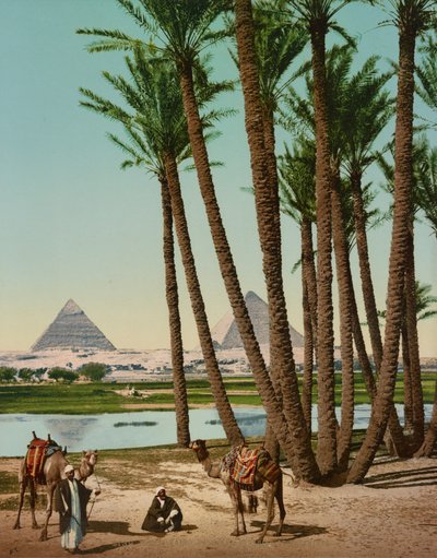 Palmiye Ağaçları, Bedeviler ve Piramitler, Kahire, Mısır by Company Photoglob