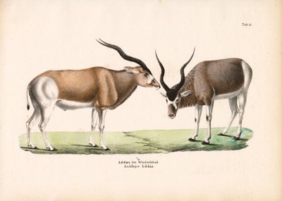 Kışlık Montlu Addax Antilobu by Conrad Kull