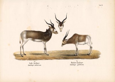 Addax ve Bontebok Antilopları by Conrad Kull