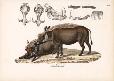 Kafatası Anatomisi ile Aelian