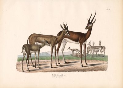 Yarı Çölde Arap Oryksi by Conrad Kull