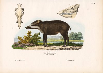 Anatomik Detaylara Sahip Bantlı Domuz by Conrad Kull