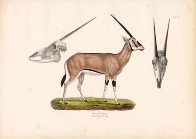 Kafatası Görünümlü Beisa Oryx by Conrad Kull