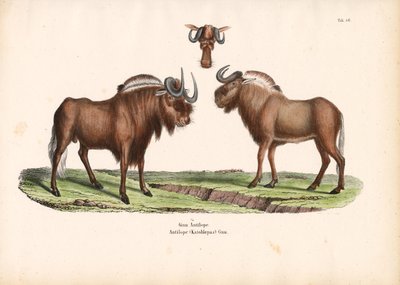 Baş Detaylı Siyah Antilop by Conrad Kull