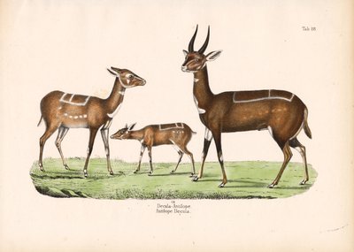 Yavru Bushbuck by Conrad Kull