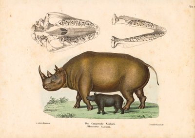 Buzağı ve Kafatası Temsilleriyle Camper