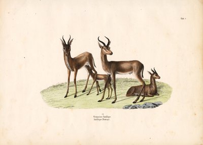 Aile Grubunda Yaygın Ceylan by Conrad Kull