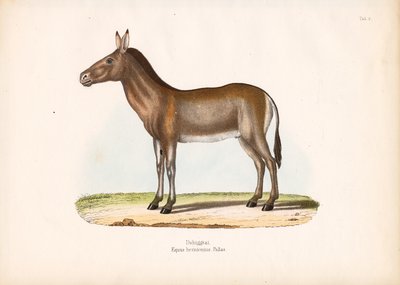 Dziggetai veya Moğol Yaban Eşeği by Conrad Kull