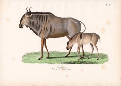 Buzağılı Hartebeest by Conrad Kull