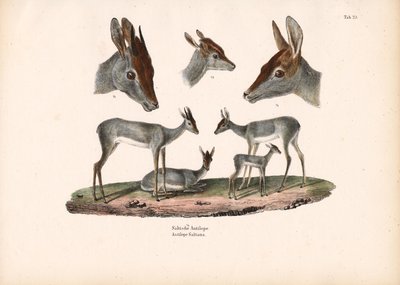 Portre Çalışmaları ile Klipspringer by Conrad Kull