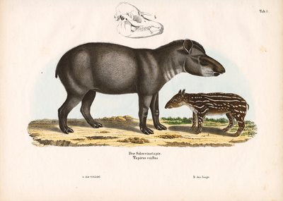 Yavrulu Ova Tapiri by Conrad Kull