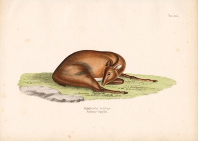 Ogilby Dalgıcı Dinlenme Pozisyonunda by Conrad Kull