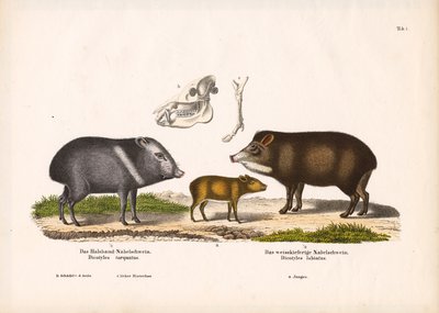 Yavru Peccaries ve Kafatası Anatomisi by Conrad Kull