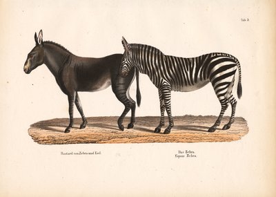 Ova Zebrası ve Zebra-Eşek Melezi by Conrad Kull