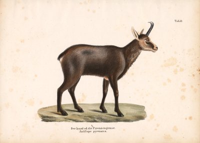 Pyrenean Chamois veya Isard by Conrad Kull