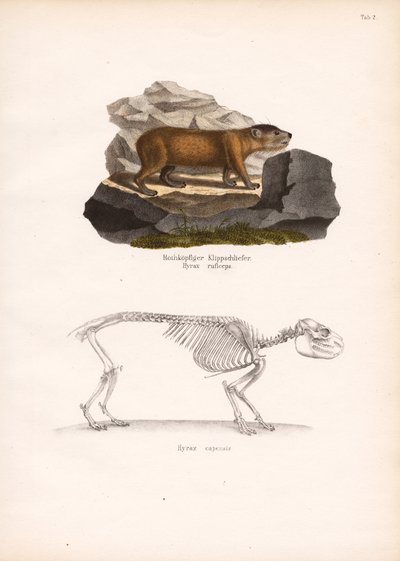 Kırmızı Başlı Kaya Sırtlanı ve Cape Kaya Sırtlanı İskeleti by Conrad Kull