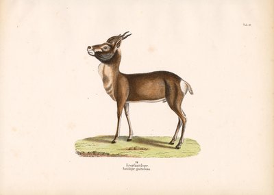 Springbok by Conrad Kull