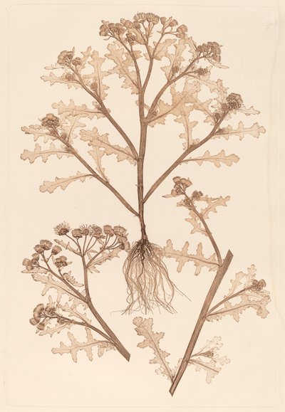 senecio viskoz by Constetin von Ettinghausen and Alois Pokorny