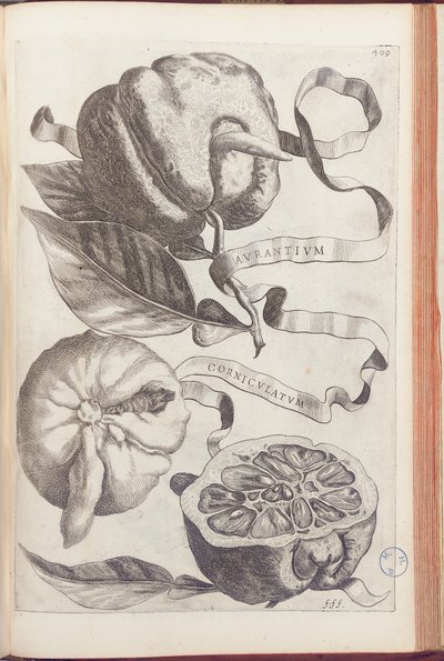 Boynuzlu Portakal, plaka 409, Giovanni Battista Ferrari tarafından "Hesperides veya de Malorum Aureorum Cultura et Usu Libri quatuor"dan, 1646 by Cornelis Bloemaert