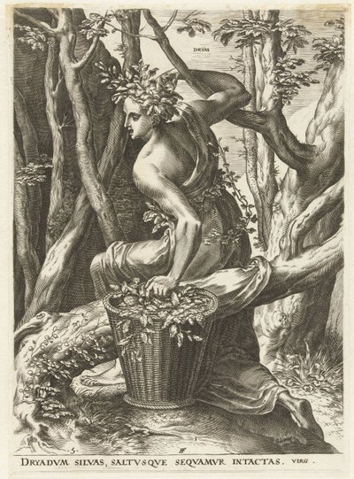 Dryas (nesne üzerindeki başlık) Tanrıçalar ve Periler (dizi adı) by Cornelis Cort